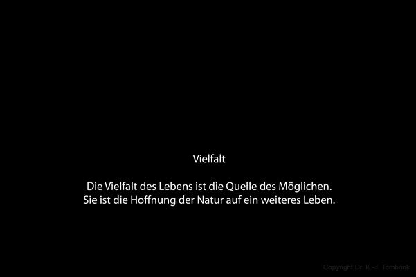 151_Der Frosch0001_TEXT_Tombrink